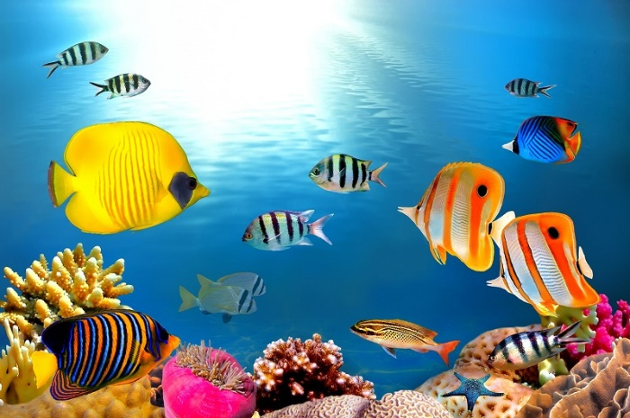 Tranh dán tường 5D các loài cá dưới đại dương